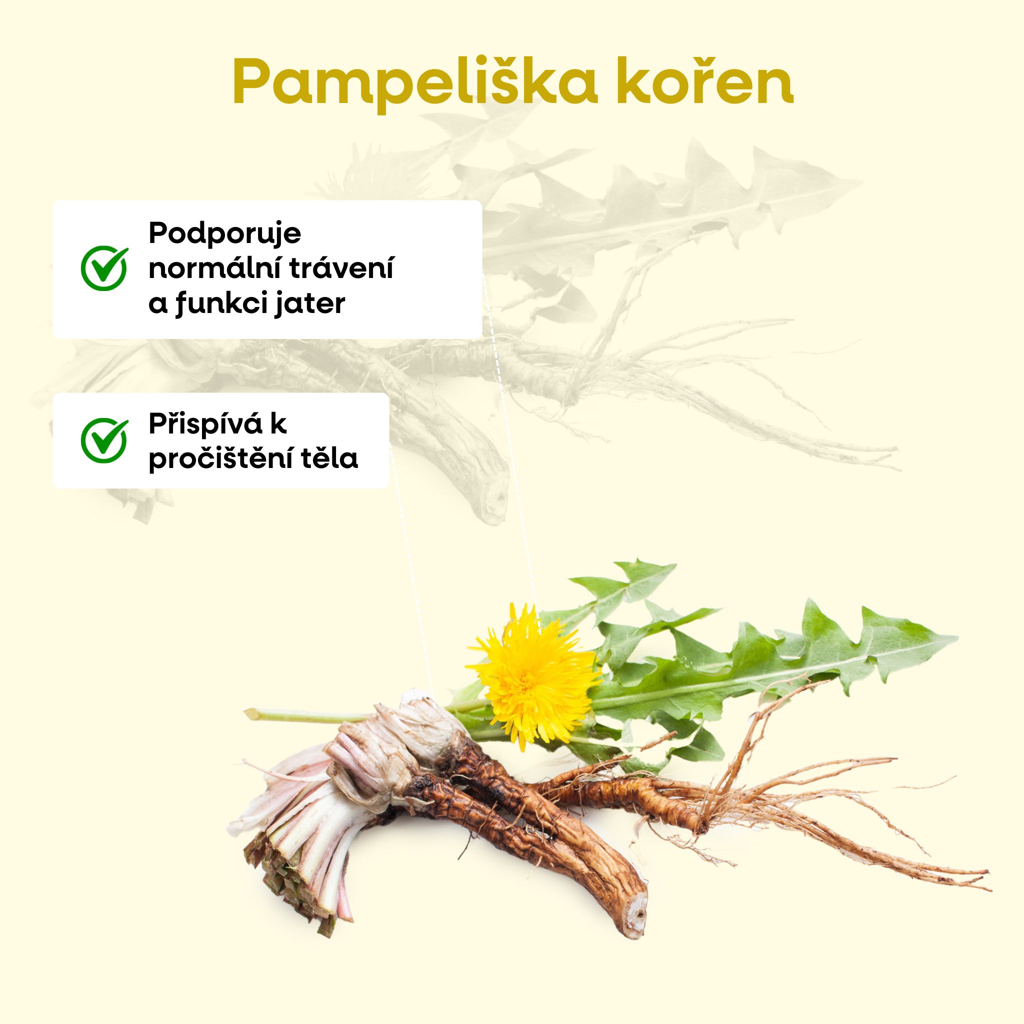 pampeliska infografika CZ